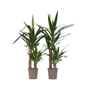 Palmlilie - 2 Stk - Yucca elephantipes - Höhe 70-80cm - ⌀17cm - Bild 1 von 12