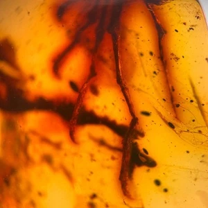 LIZARD BONES in Burmese / Burmite amber fossil / 100% genuine amber - Picture 1 of 4