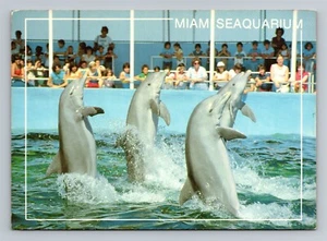 Vier Schweinswale spielen Miami Seaquarium Postkarte Florida - Bild 1 von 2