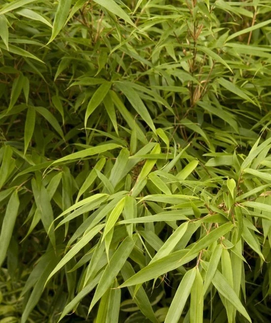 Planta de bambú viva puesta de sol resplandor hermoso jardín resistente Fargesia Rufa en maceta de 3"" Foto 1 de 2