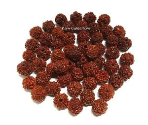 10 Stück 6 Gesichter Rudraksha Six Mukhi Rudraksh Nepal Herkunft 100% natürlich - Bild 1 von 1