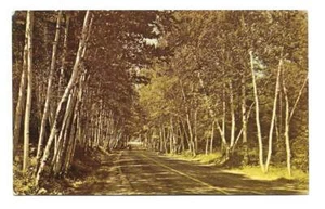 New Hampshire Shelburne Birken Postkarte Vintage unbenutzt P1000 White Mountains sd - Bild 1 von 2