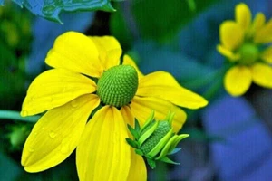 40+ Ultra-Green Headed Yellow Golden Glow Coneflower~Rarity Rudbeckia Laciniata - Picture 1 of 11