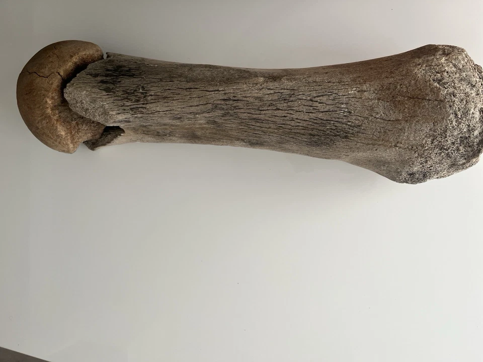 Fossil Bone Mammoth Impressive Original Piece Unique - Image 1 of 3