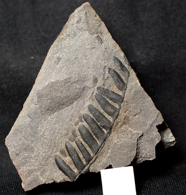 Rare Palaeoweichselia defrancei ! Carboniferous Pennsylvanian plant fossil fern - Image 1 of 4