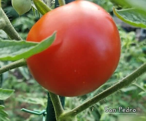 Tomate San Pedro 10 Samen - Bild 1 von 3