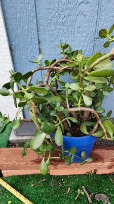 Crassula ovata, planta de jade 13" envío raíces desnudas. Foto 1 de 4