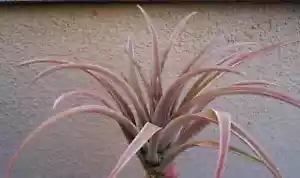 Tillandsia Schatzlii Red Rare Air Plants - Picture 1 of 2