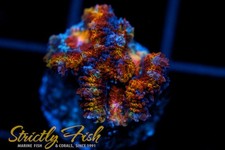 Strictly Fish Sfm Rainbow Runner Acan (Wysiwyg) Live Coral Frag