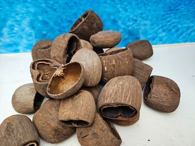 Palm Pod Aquarium Natur Höhle - Bild 1 von 2