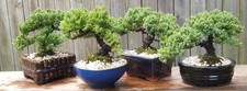 A Juniper bonsai. Beautiful, healthy tree with thick trunk and great shape