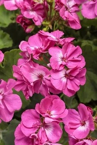 Pink Geranium - 15 Seeds 2024 - USA - Picture 1 of 2