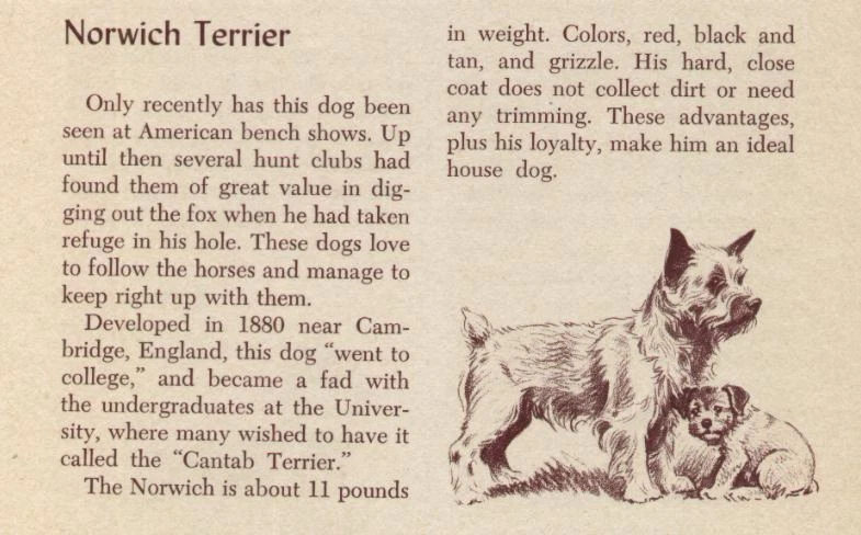 Norwich Terrier - PERSONALIZADO MATE - Impresión artística vintage para perros - 1954 M. Dennis Foto 1 de 1