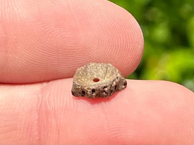 Dinosaur Age Fossil Vertebrae Hell Creek Formation Reptile Amphibian Fish - Image 1 of 4