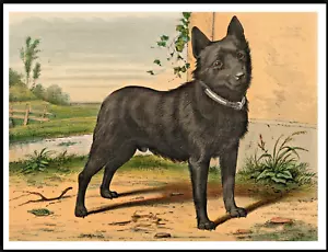 SCHIPPERKE LOVELY VINTAGE STYLE DOG ART PRINT POSTER - Picture 1 of 1