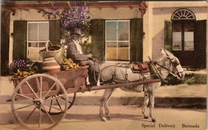 BERMUDAS - CARRO DE MULA DE ENTREGA ESPECIAL HOMBRE CONDUCE - ALBERTYPE POSTAL COLOREADA A MANO - Imagen 1 de 2