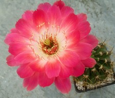 Echinopsis Lobivia Hybride ESP.2009.199.1 Echinopsis Lobivia Hybride ESP.2009.199.1
