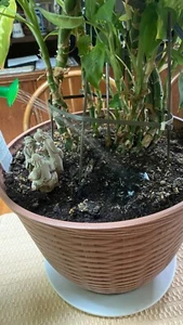 4 plant watering tips -- attach to 2 litre soda bottle - Picture 1 of 4