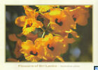 Sri Lanka Postcards, Flowers, Dendrobium, Orchids, Unposted/Postcrossing
