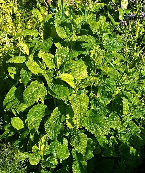 500 semillas de bálsamo de limón - semillas de Melissa officinalis - hierba medicinal - sin OGM Foto 1 de 3