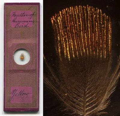 Pluma de colibrí victoriano envuelta en papel aprox. Diapositiva para microscopio años 1860 Foto 1 de 3