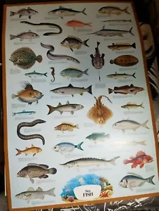 PESCE DI MARE POSTER VINTAGE stampato in Italia da Arti Grafiche Ricordi 27"x 39" BELLO - Foto 1 di 9