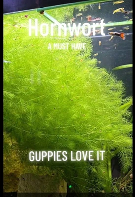 Hornwort Planta Acuática para Acuarios y Estanques - Bolsa Med Cierre Cremallera Completa.  Foto 1 de 4