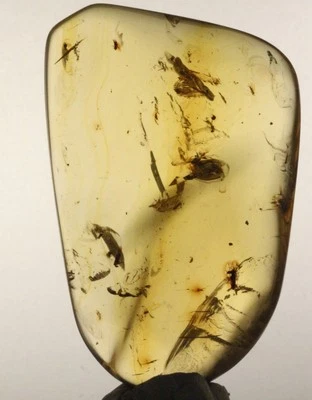 HALF DOZEN INSECTS in Mexican Amber Specimen - Image 1 of 4