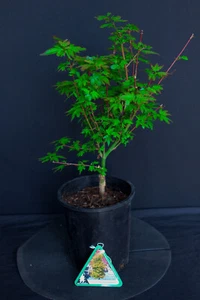 Dwarf Japanese Green Maple 'Koto Maru'  Pre-Bonsai Tree - 1 Gallon - Picture 1 of 1