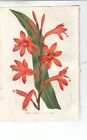 Original 1850 Van Houtte Octavo Hand Finished Botanical Print: WATSONIA. 316.