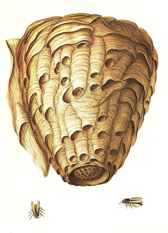 1977 VINTAGE LAROUSSE "HORNET NEST" AMAZING STUNNING COLOR Art Print Lithograph