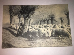 Vintage Postkarte Schafhirte Ritter Brüder England - Bild 1 von 2