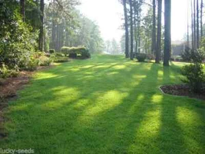 Zenith Zoysia Grass Seed 100% Pure - 1/4 Lb - Picture 1 of 2