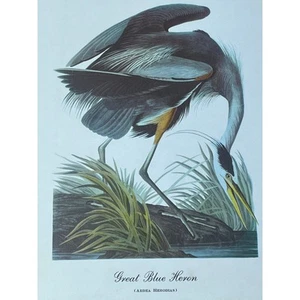 Vintage Great Blue Heron Print Art. Beautiful. Waterfowl. Birds. 12x9" Decor - Picture 1 of 5