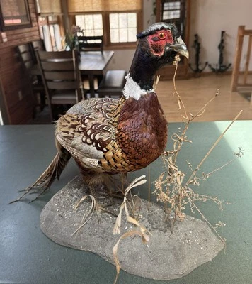 Taxidermia Faisán Gallo Cuello Anillo Montaje De Pie Sobre Base Hábitat Foto 1 de 4