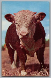 Little Bull Texas Postcard - Picture 1 of 2