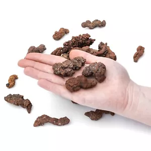 Mittlerer versteinerter Dinosaurier Coprolit Dino Poop Madagaskar Schildkröte fossiler Mist - Bild 1 von 4
