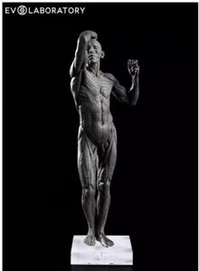 EVOLABORATORY Human 1/7 Anatomy Teaching Sculpture Animal PVC Model Statue 28cmH - Picture 1 of 5