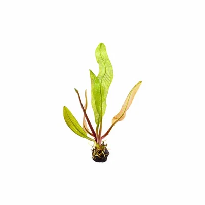CANTON AQUATICS Madagascar Lace Aponogeton Madagascariensis Live Aquarium Plant Buy 2 Get 1 FREE