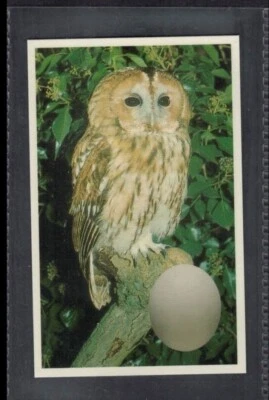 TAWNY OWL - Tarjeta comercial inglesa de 25 + años # 18 Foto 1 de 2