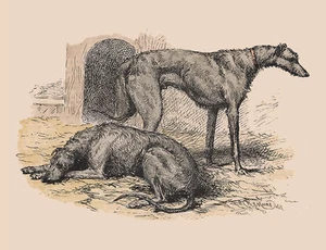 DEERHOUND CHARMING DOG GREETINGS NOTE CARD TWO BEAUTIFUL DEERHOUND DOGS - Picture 1 of 1