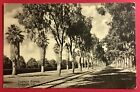 Carte postale Riverside California Magnolia Avenue arbres c1910 fabriquée en Allemagne