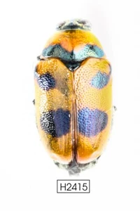 BEETLE, INSECT - H2415. Coleoptera- VIETNAM - Picture 1 of 3