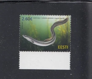 ESTONIA 2025 - Estonian fauna- European Eel (10.03.25) - Picture 1 of 1