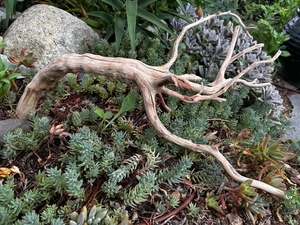Großes Treibholz Manzanita 24" Aquascape Aquarium Terrarium Reptil Wohndeko - Bild 1 von 24