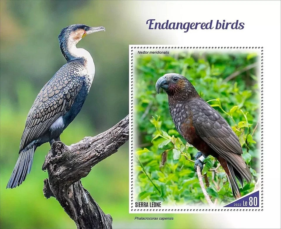 ENDANGERED BIRDS Kaka Parrot/Bird MNH 1v-Stamp Sheet #2140 (2022 Sierra Leone) - Image 1 of 1