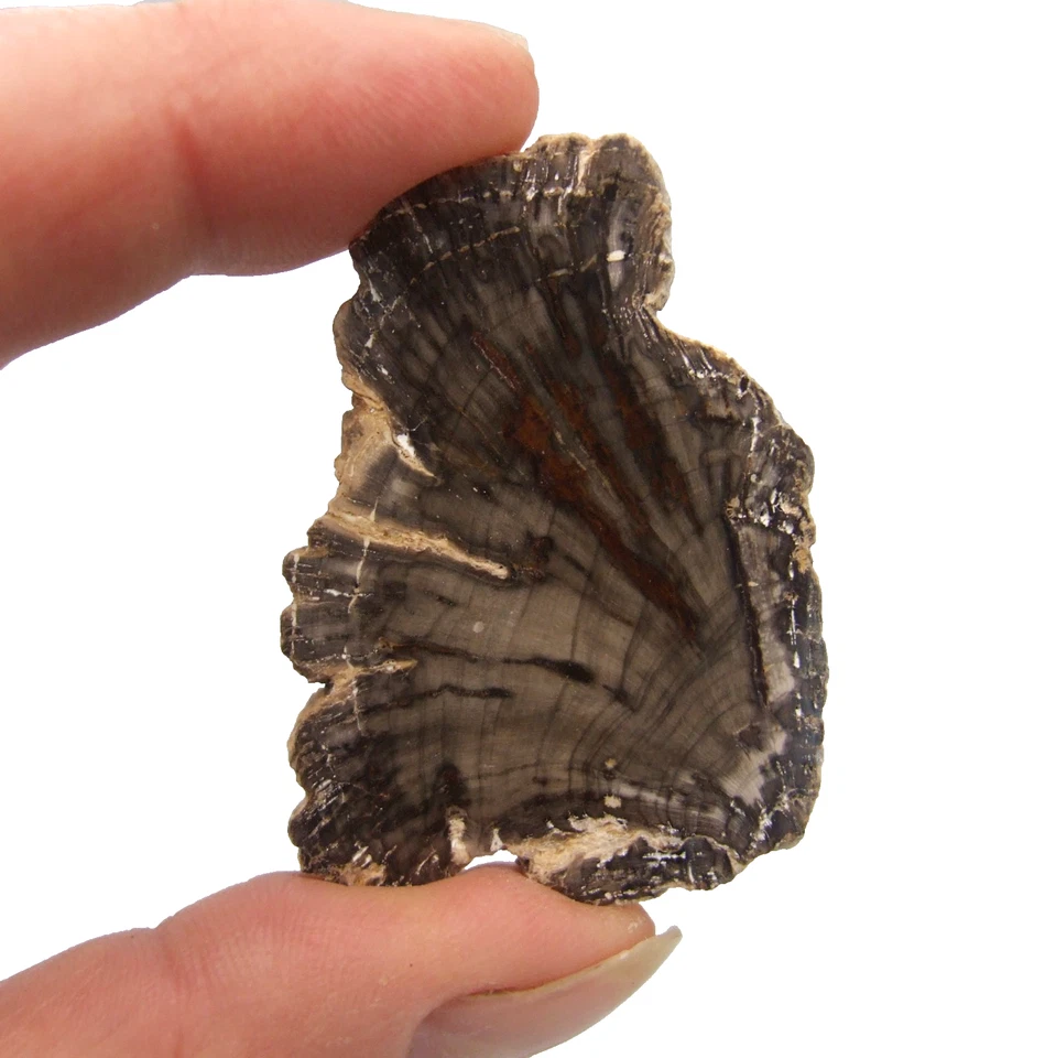 Fossil Petrified Wood Slice Madagascar Polished 4.5cm x 3cm 15g - Image 1 of 4