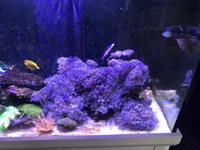 aquarium soft corals ebay