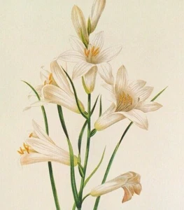 Redoute Beautiful Flowers Lis L BRUNO Botanical Art Print Book Plate 99 - Picture 1 of 2