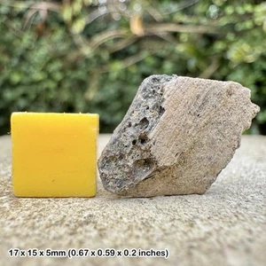 Trionyx Fossil Turtle Shell – Eocene Barton Beds Hampshire UK, Genuine - Picture 1 of 1
